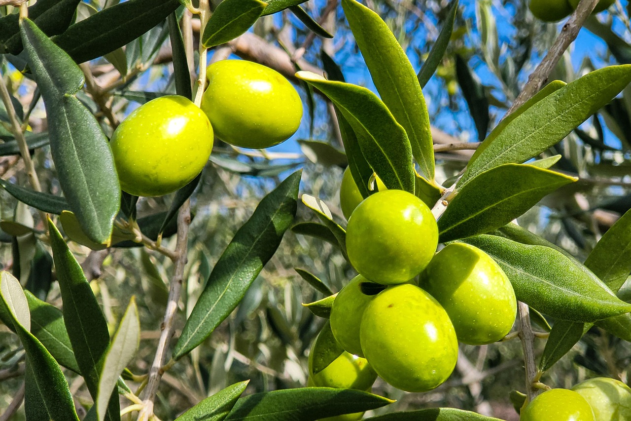 Olive agriculture